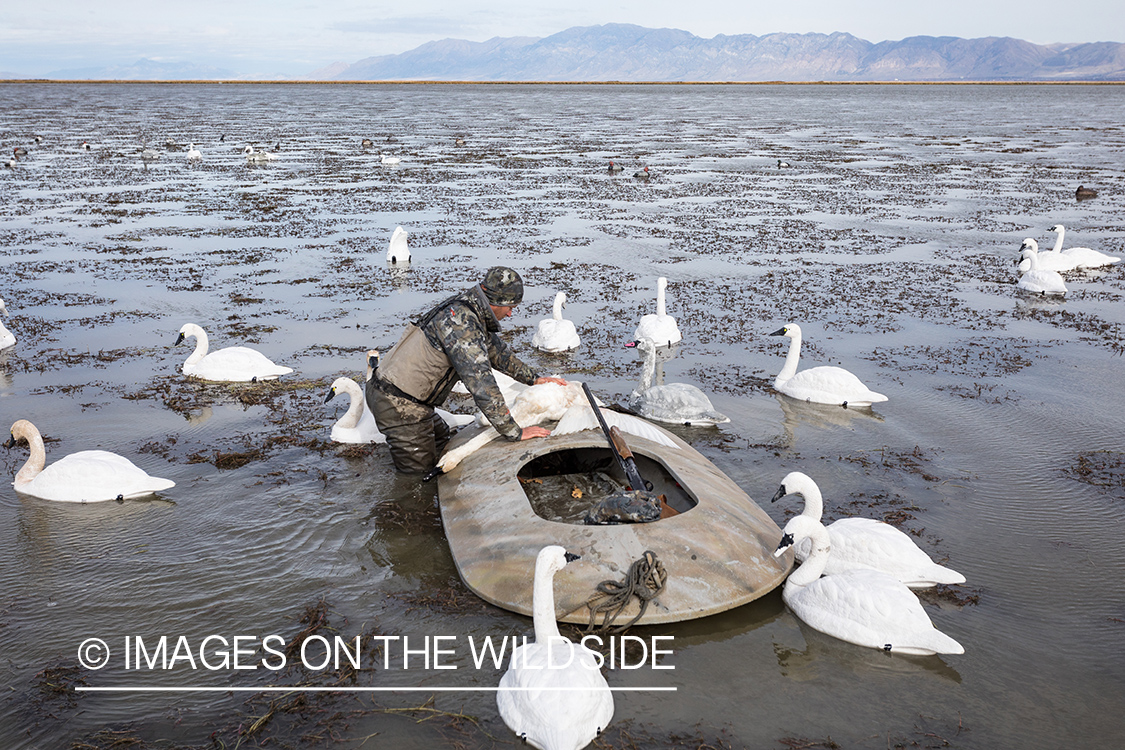 Hunting Tundra Swans and Ducks in Bear River region in Utah.