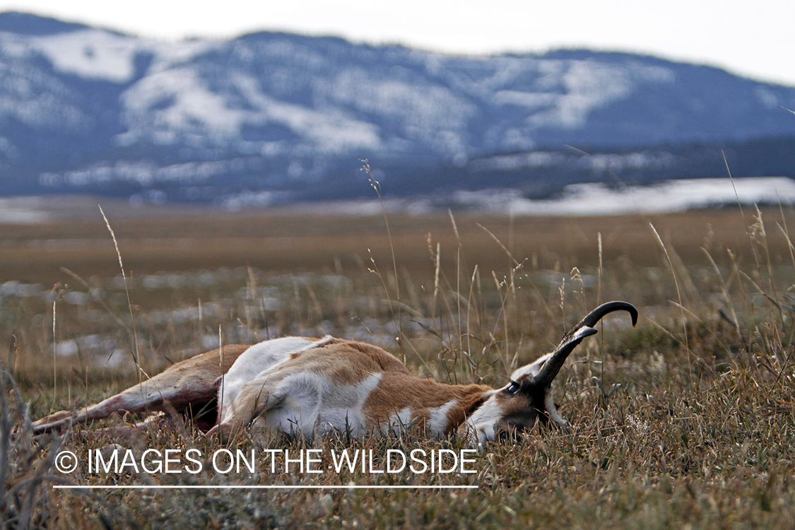 Recently downed antelope buck in field. 