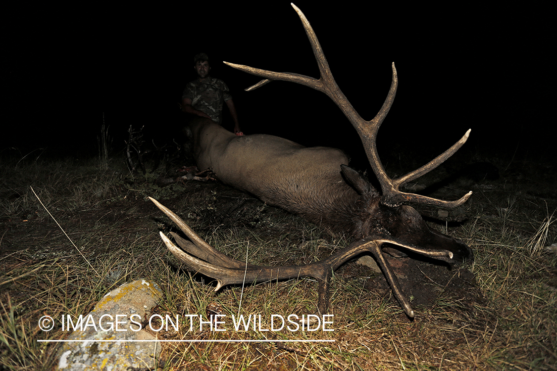 Hunter field dressing bull elk. 