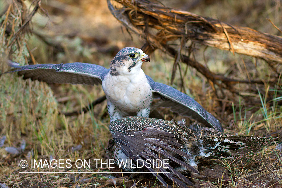 Falcon on sage grouse. 