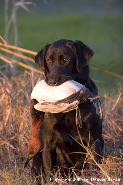 Black Labrador Retriever in field wih bagged canvasback drake.