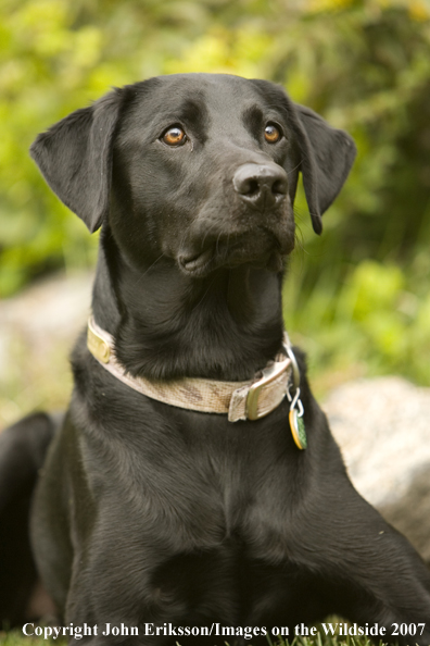 Black Labrador Retriever