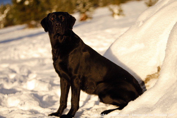 Black Labrador Retriever in field