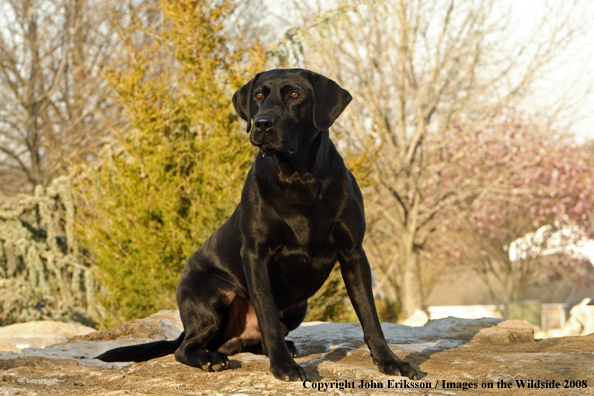 Black Labrador Retriever 