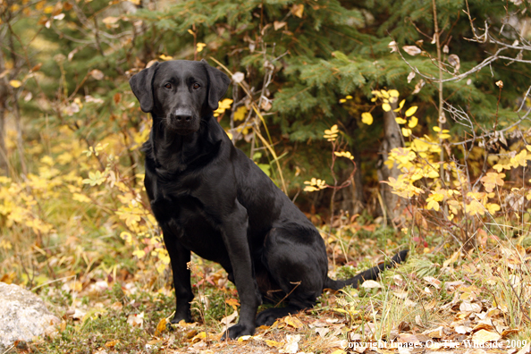 Black Labrador Retriever