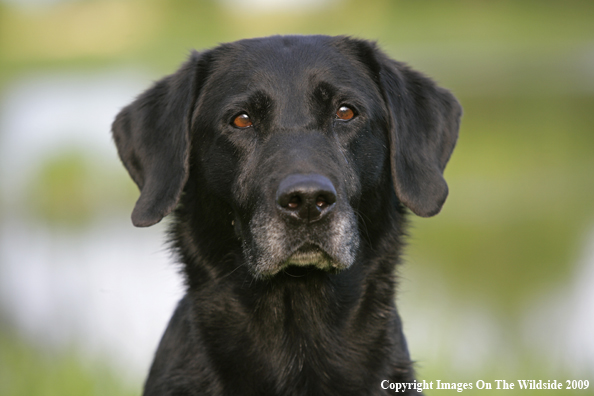 Black Labrador Retriever in field