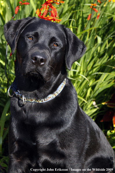 Black Labrador Retriever in field