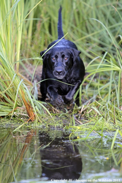 Black Labrador Retriever.