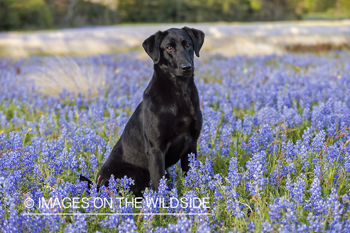 Black Labrador Retriever in field of wildflowers.