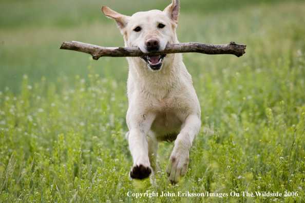 Yellow Labrador Retriever.