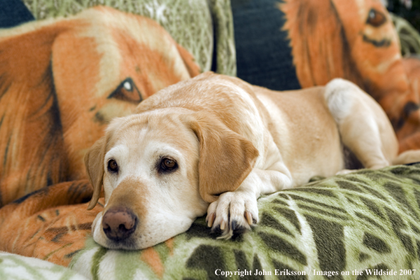 Yellow Labrador Retriever