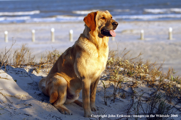 Yellow Labrador Retriever 