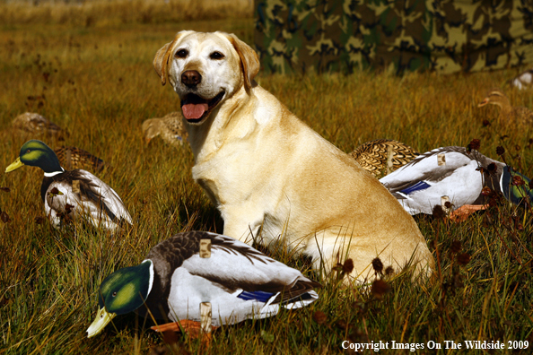 Yellow Labrador Retriever with Duck Decoys