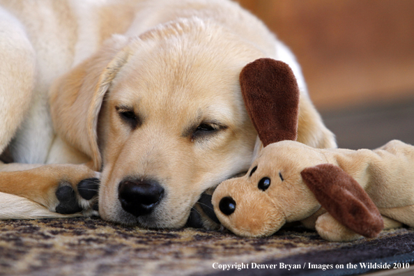 Yellow Labrador Retriever Puppy with toy