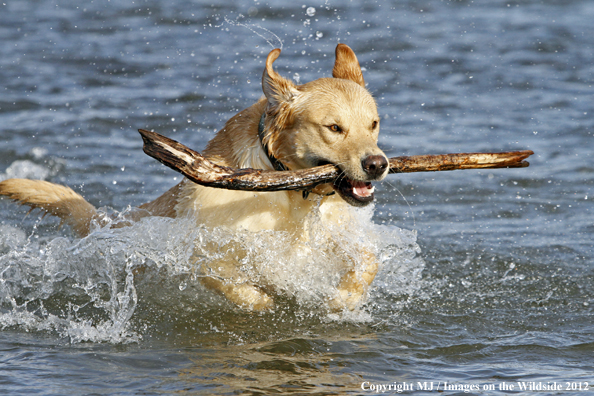 Yellow Labrador Retriever in water with stick. 