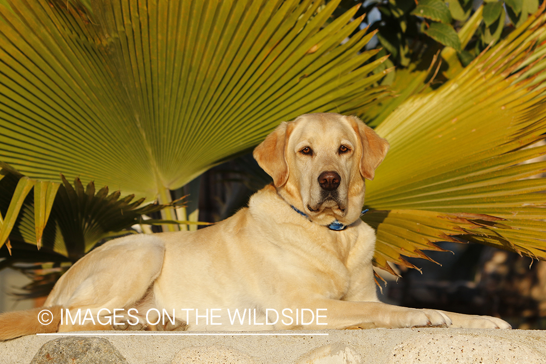 Yellow lab laying in front of foliage.