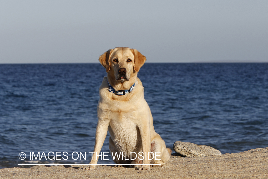 Yellow lab in front of ocean.