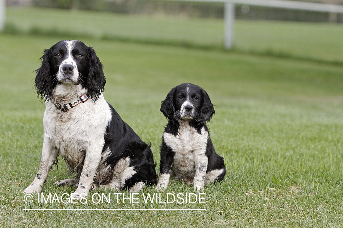 English Springer Spaniel with puppy.