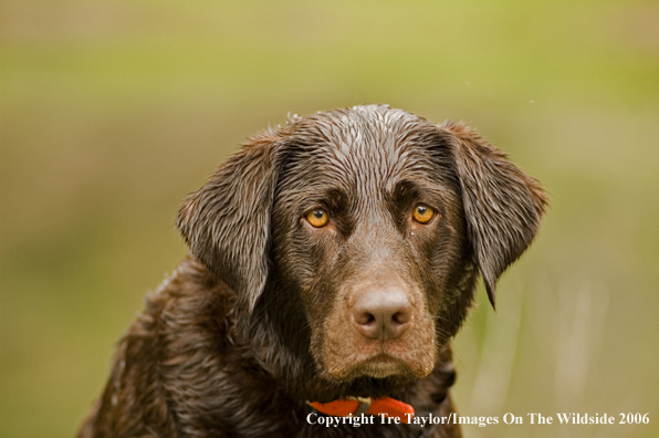 Chocolate Labrador Retriever.