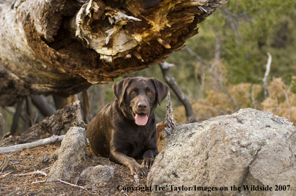 Chocolate labrador lounging.