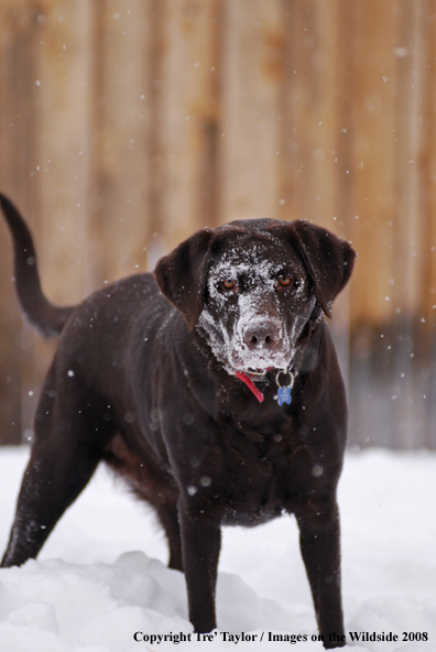 Chocolate Labrador Retriever in winter