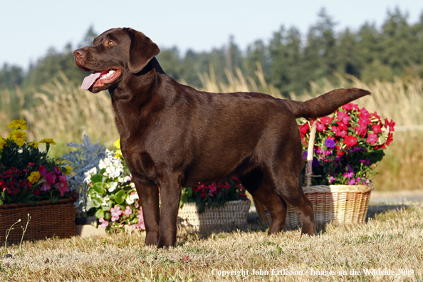 Chocolate Labrador Retriever 