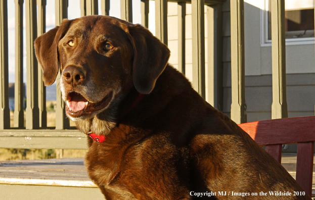 Chocolate Labrador Retriever