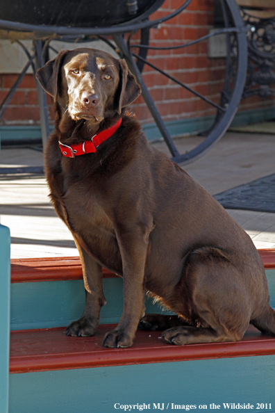 Chocolate Labrador Retriever.