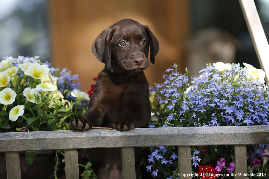 Chocolate Labrador Retriever puppy