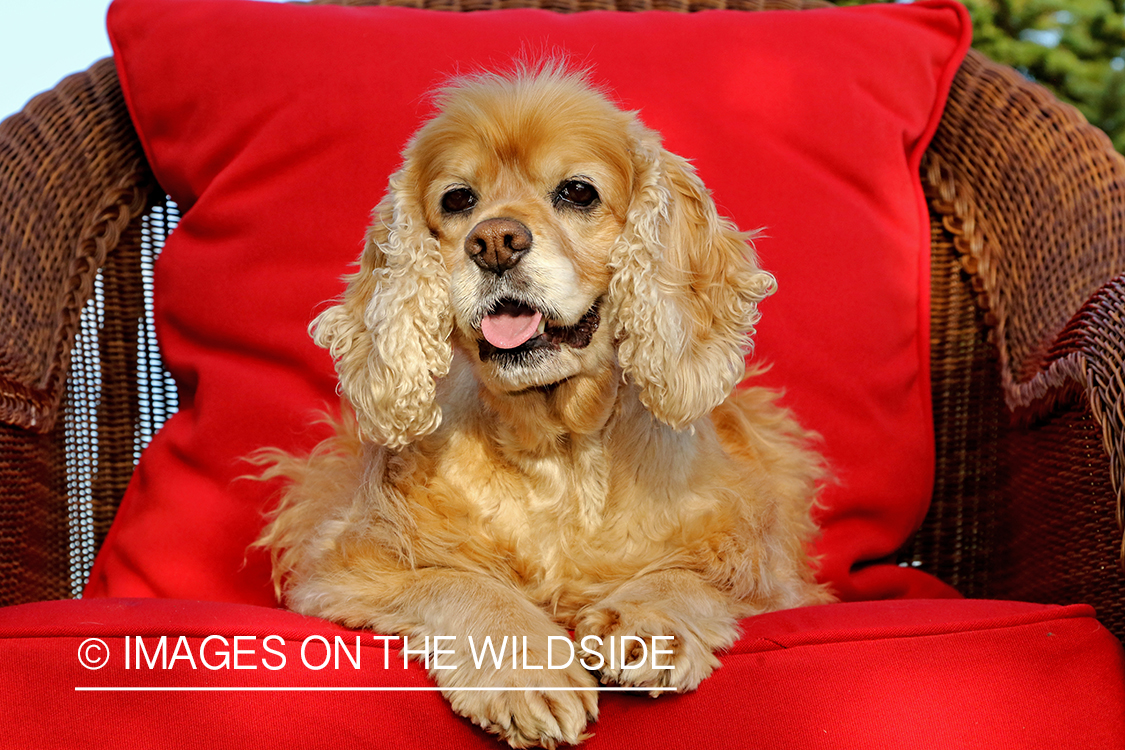 Cocker Spaniel on red wicker chair.