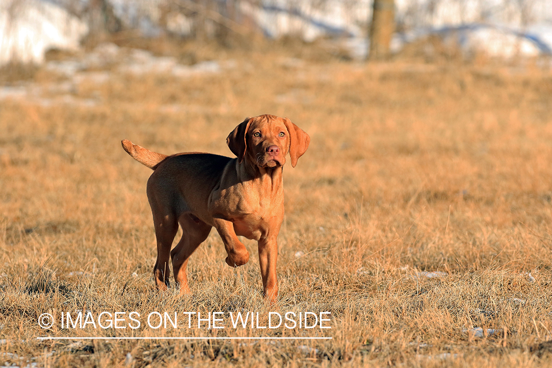 Vizsla in brush.