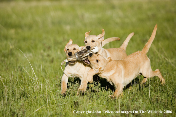 Yellow Labrador Retriever puppies playing with training dummy.