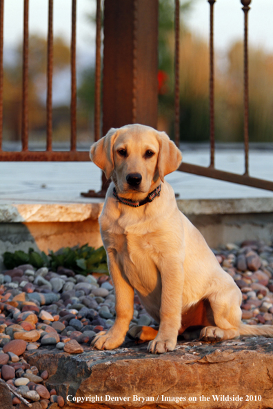 Yellow Labrador Retriever Puppy