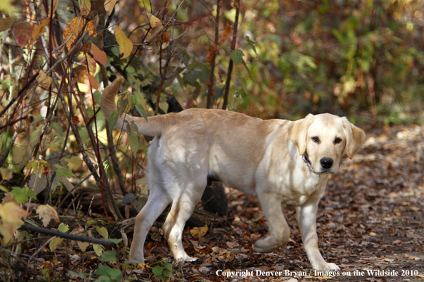 Yellow Labrador Retriever puppy