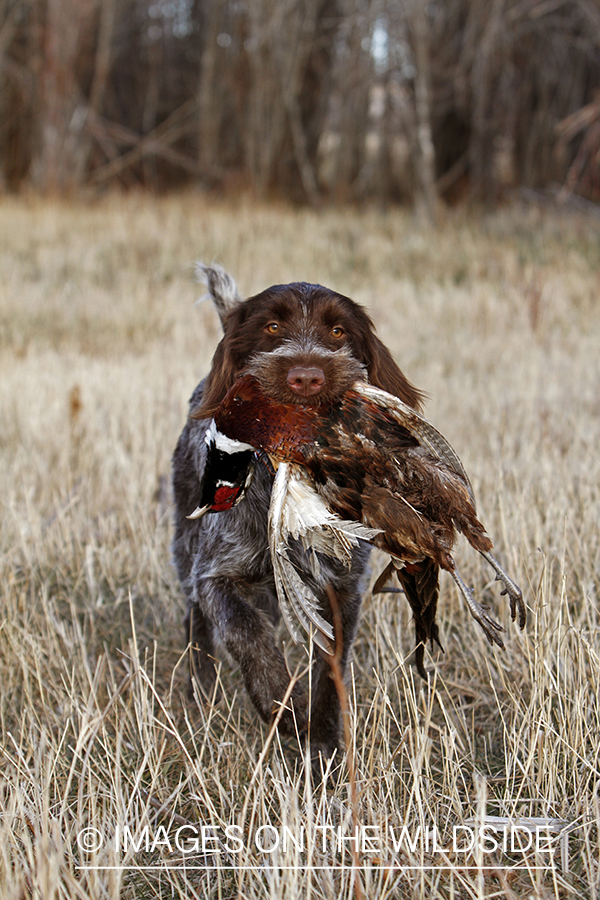 Pointing Griffon retrieving bagged pheasant.