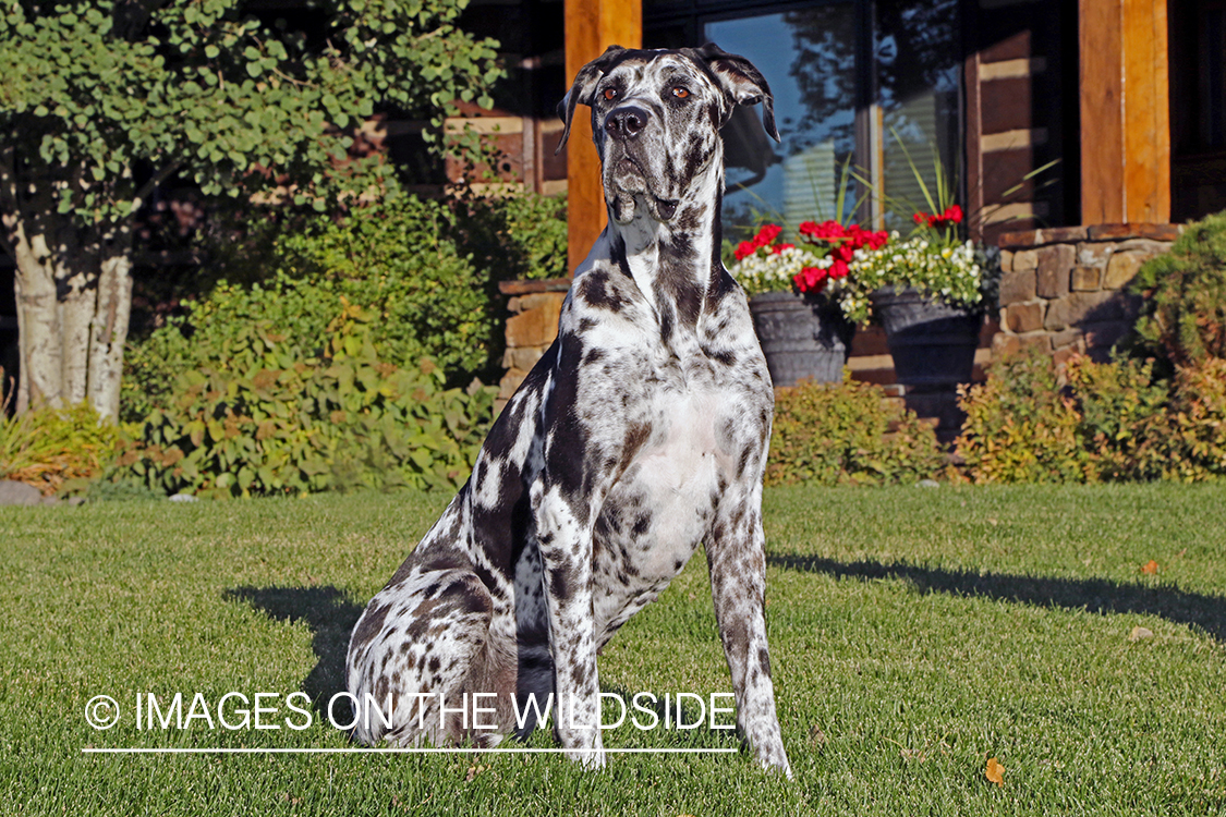 Great Dane in grass.