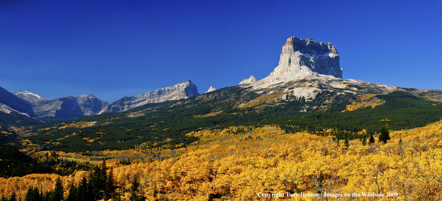 Chief Mountain in Glacier National Park Forest Front