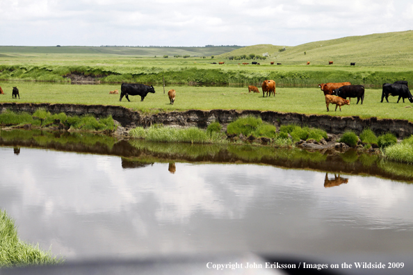 Cattle grazing Wetlands on National Wildlife Refuge