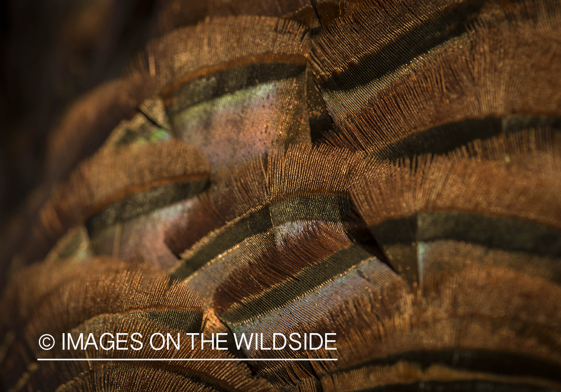 Eastern Turkey feathers closeup