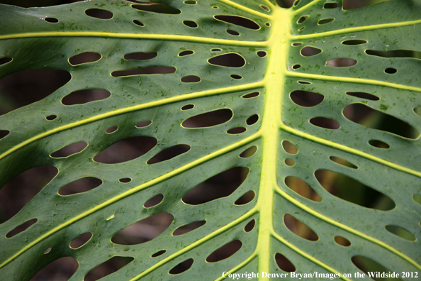 Vegetation close-up in Hawaii. 