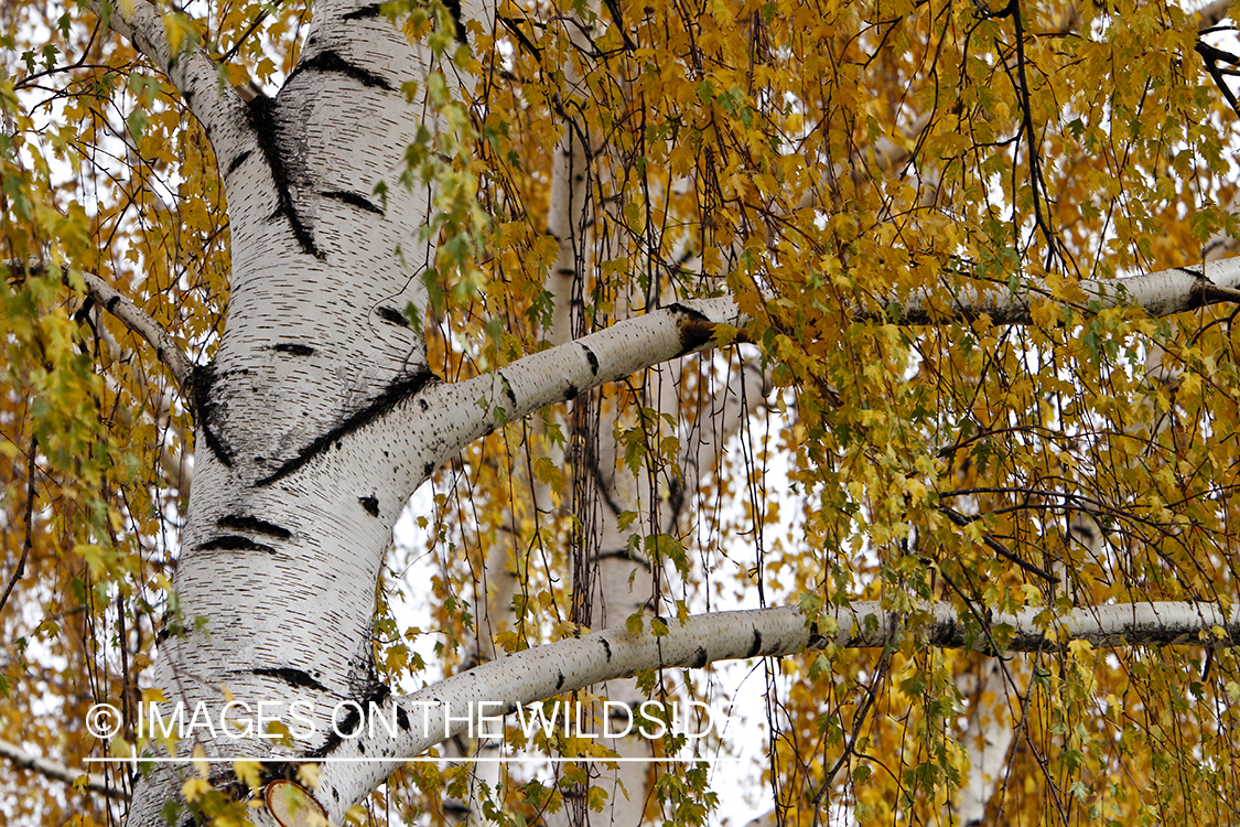 Birch Tree in autumn.