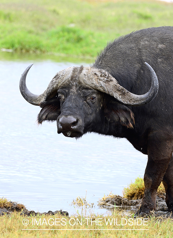 Cape Buffalo Bull in african habitat. 