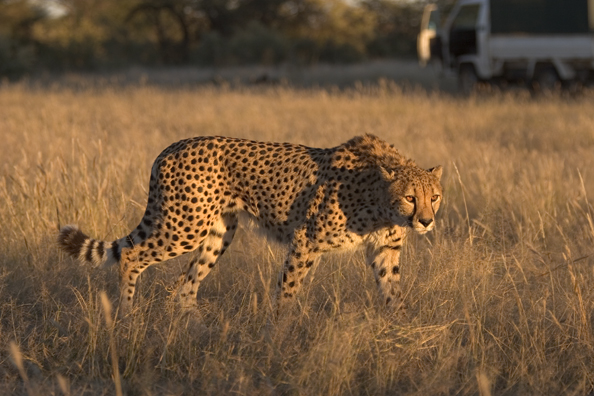 Cheetah in habitat.  Africa.