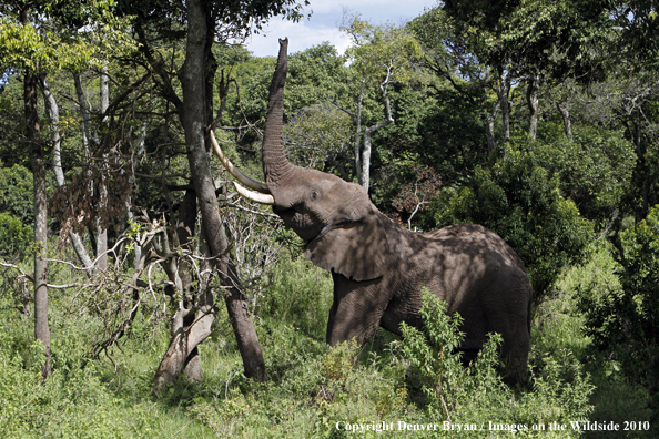 African Bull Elephant 