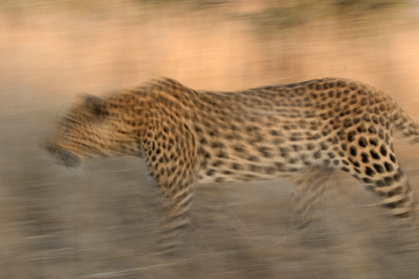 Leopard running/walking. Africa