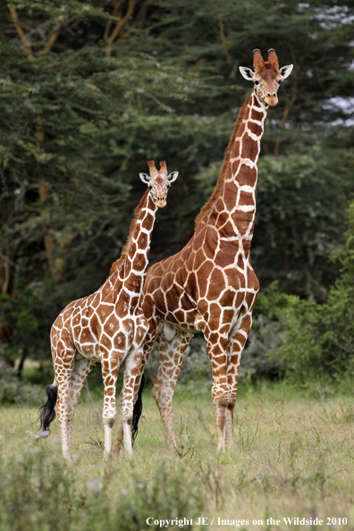 Reticulated Giraffe (adult with young)