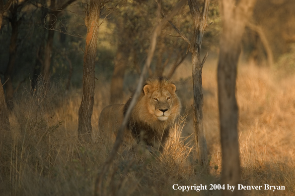 Male African lion in habitat. Africa