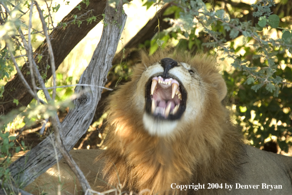 Male African Lion yawning.