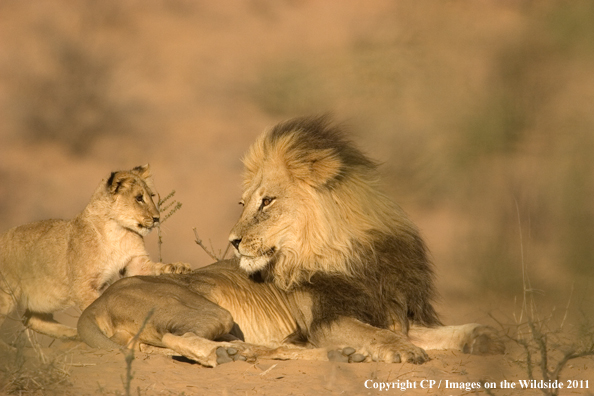 Male lion with cub. 