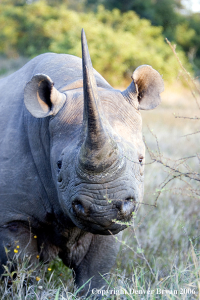 Black rhino in Africa.